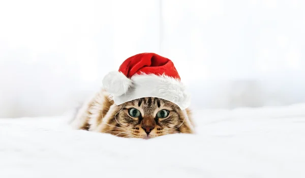 Katt i röd jultomten hatt — Stockfoto