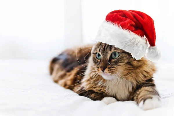 Kočka v červeném klobouku Santa Claus — Stock fotografie