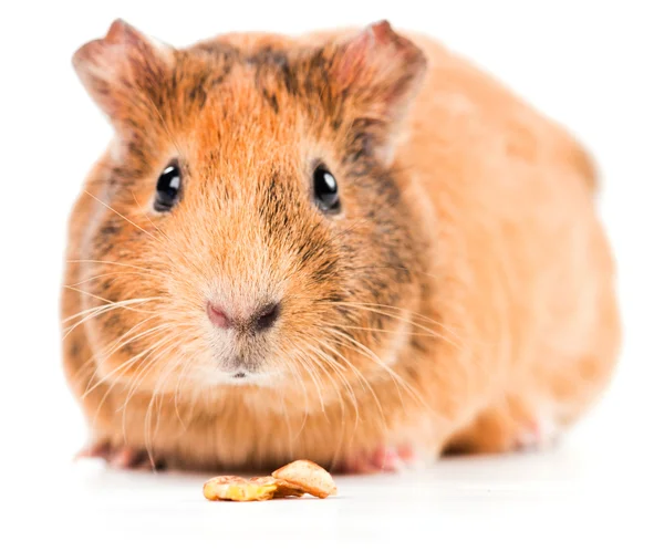 Guinea pig with seeds — Stock Photo, Image