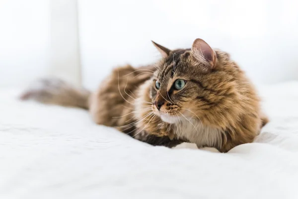 Graue Katze liegt auf Bett — Stockfoto