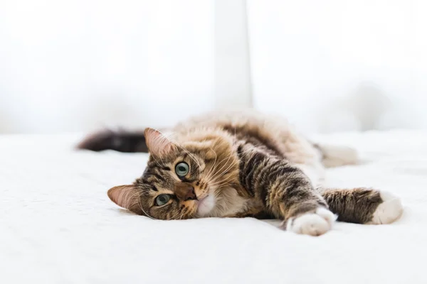 Grijze kat liggend op bed — Stockfoto