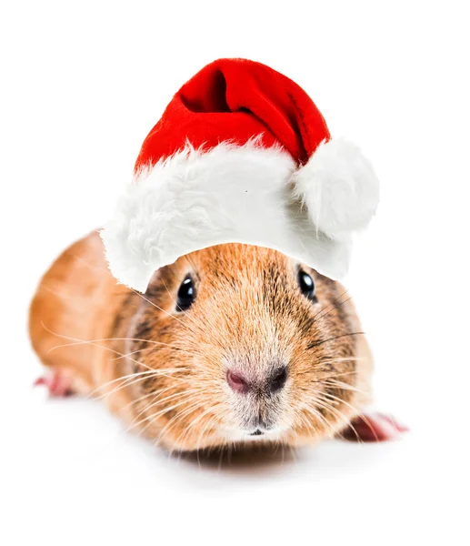 Noel Baba şapkası eskiden şiling şimdi domuz — Stok fotoğraf