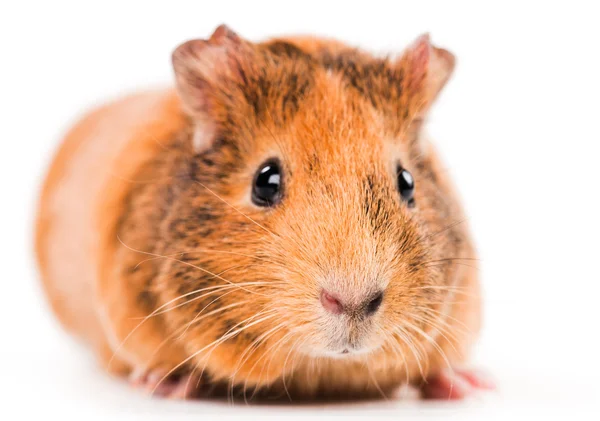 Guinea pig on white — Stock Photo, Image