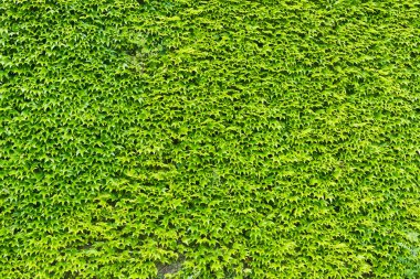 Yeşil sarmaşık yaprakları duvar 