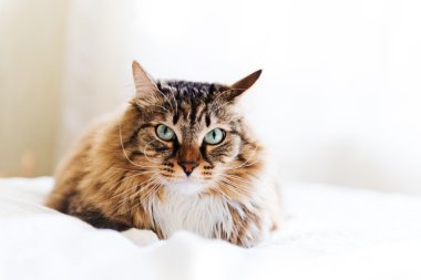 Gri kedi yatakta yatarken