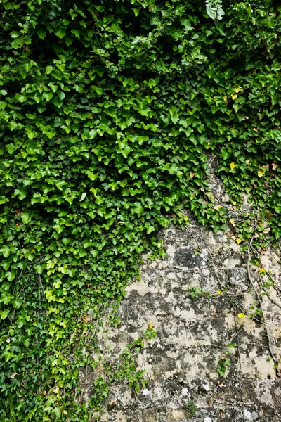 Green ivy on stone wall — Stock Photo, Image