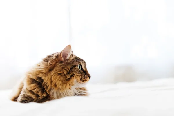 Gri kedi yatakta yatarken — Stok fotoğraf