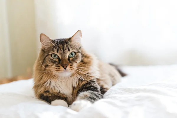 회색 고양이 침대에 누워 — 스톡 사진