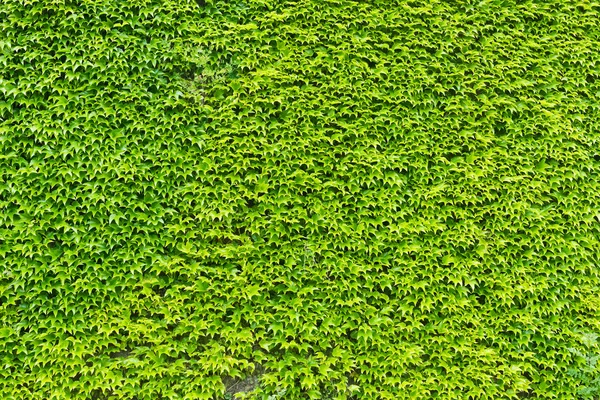 Hiedra verde deja pared Imagen de stock