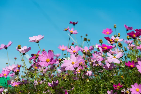 Florescendo flores cosmos — Fotografia de Stock