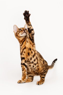 Bengal Cat playing clipart