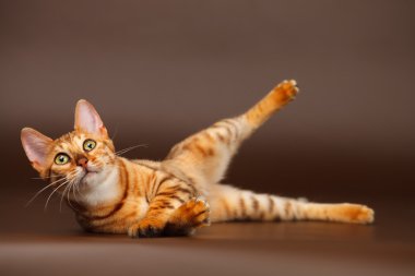 Bengal kedisi.