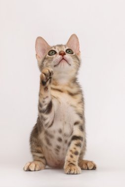Mavi Bengal yavru kedi