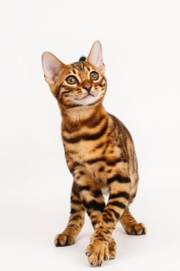 Bengal kedisi