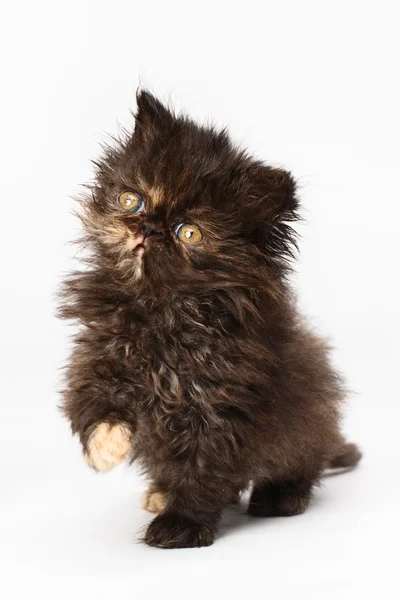 Perzisch-kitten — Stockfoto