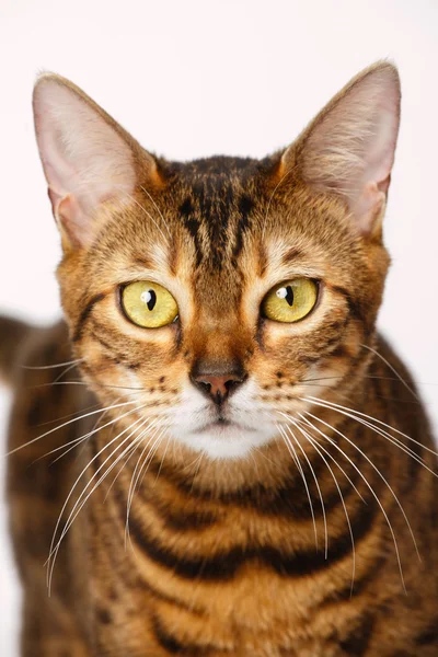 Bengal Cat — Stock Photo, Image
