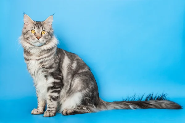 Maine Coon gato — Foto de Stock