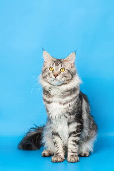 Maine Coon gatto — Foto Stock