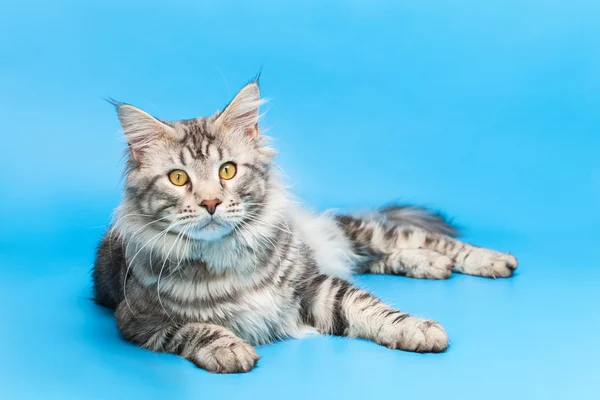 Maine coon cat — Fotografia de Stock