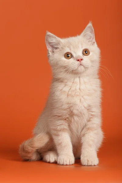 British Shorthair Kitten — Stock Photo, Image