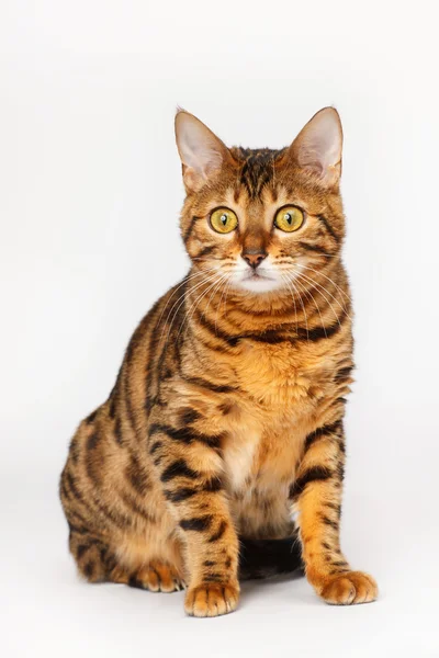 Bengalisk katt — Stockfoto