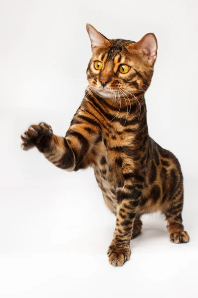 ベンガル猫 — ストック写真