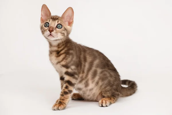 Blue Bengal Kitten — Stock Photo, Image