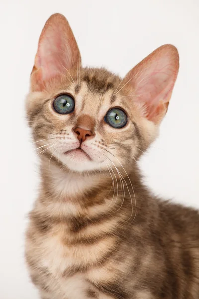 Blå Bengal kattunge — Stockfoto