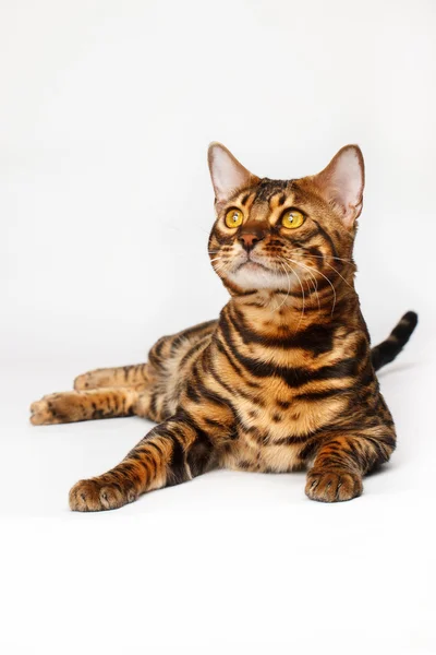 Bengalisk katt — Stockfoto