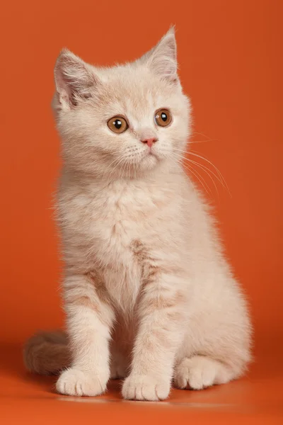 Britânico gatinho shorthair — Fotografia de Stock