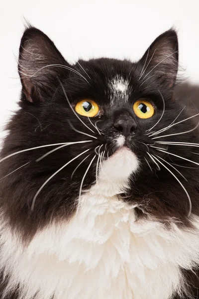 Primer plano del gato siberiano blanco y negro —  Fotos de Stock