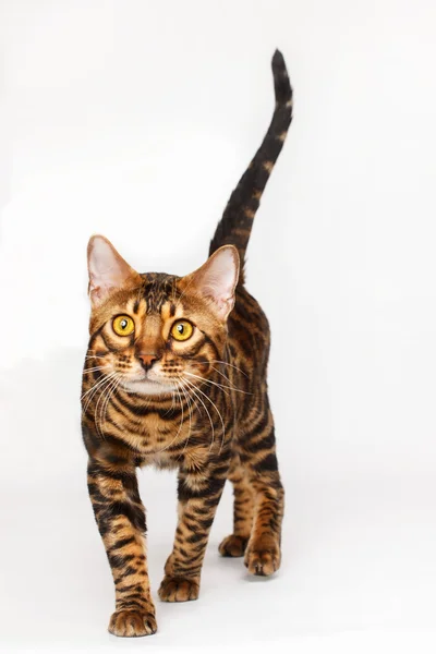 Bengalisk katt — Stockfoto