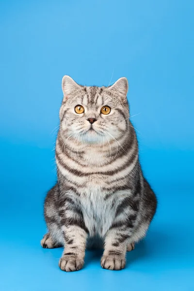 Britânico gato shorthair — Fotografia de Stock