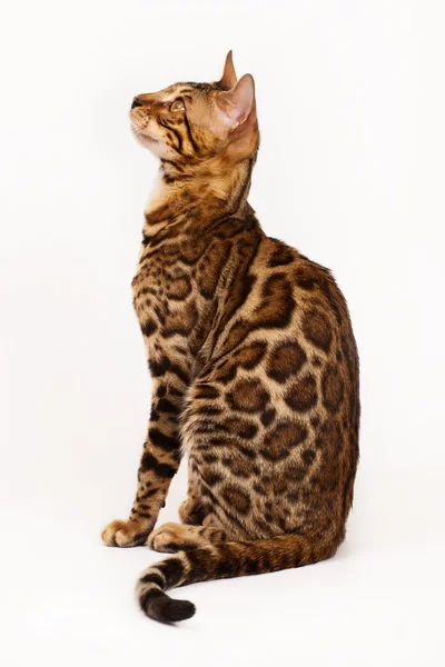 Perfil de gato de Bengala tiro — Fotografia de Stock