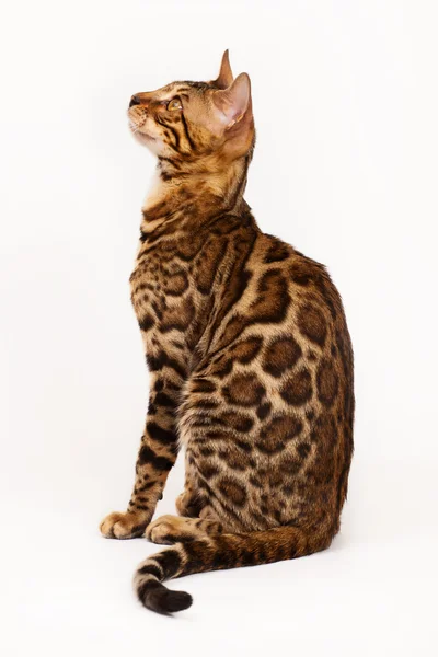 Bengal Cat profil zastřelil — Stock fotografie