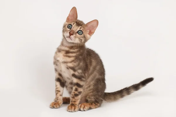 Blue Bengal Kitten — Stock Photo, Image