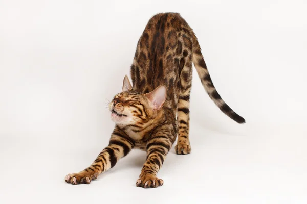 Bengal Cat probuzení — Stock fotografie