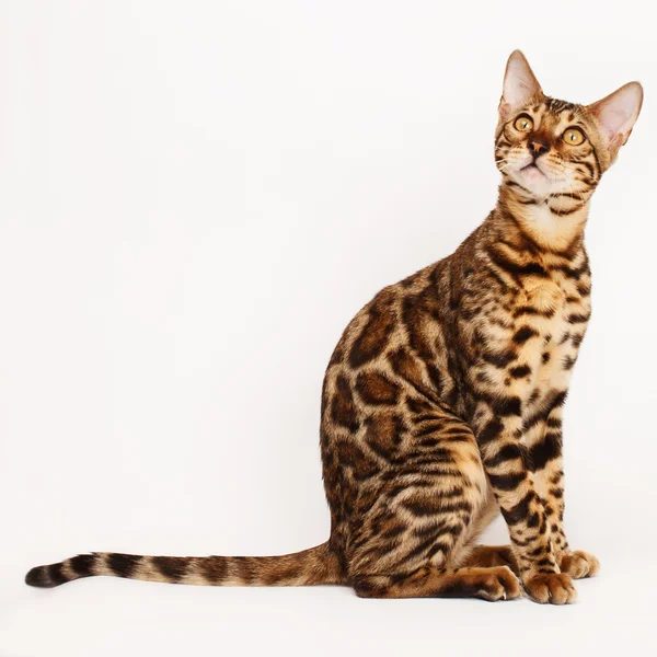 Gato de Bengala — Foto de Stock