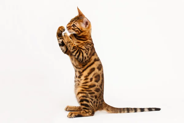 Oynarken bengal kedisi — Stok fotoğraf