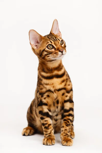 Bengalische Katze — Stockfoto