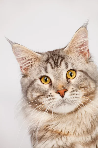 Maine Coon katt närbild — Stockfoto