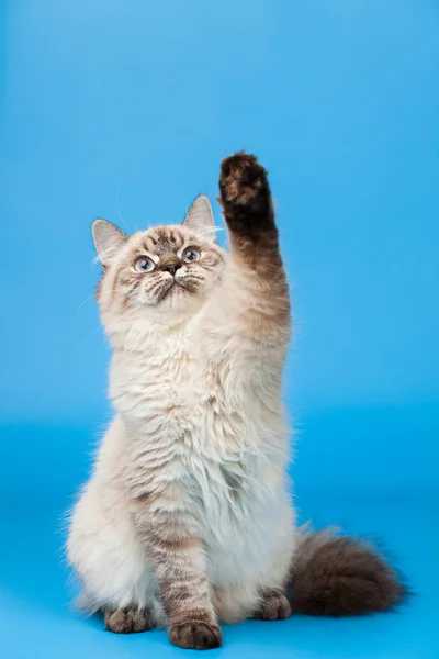 Gato siberiano — Fotografia de Stock