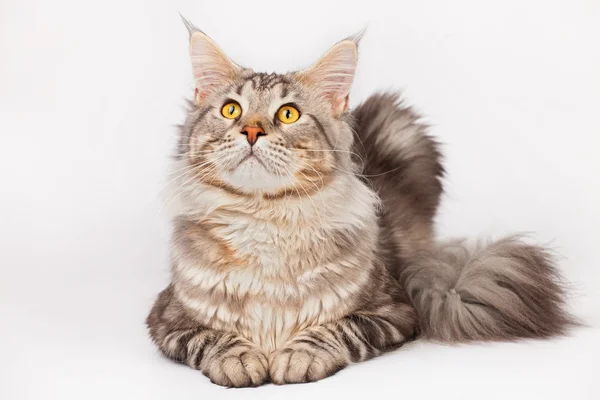 Maine coon chat — Photo