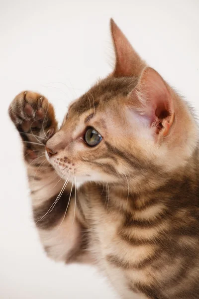 Gatinho de bengala azul — Fotografia de Stock