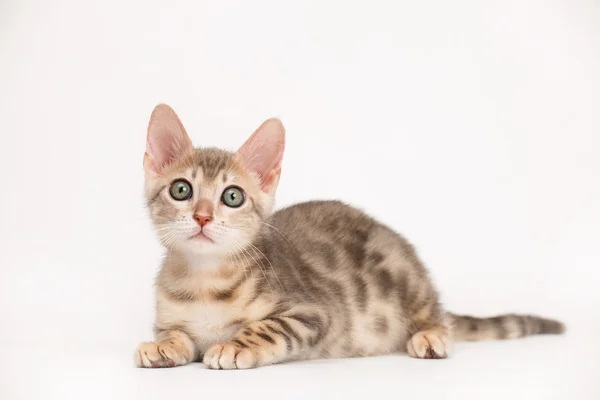 Blå Bengal kattunge — Stockfoto