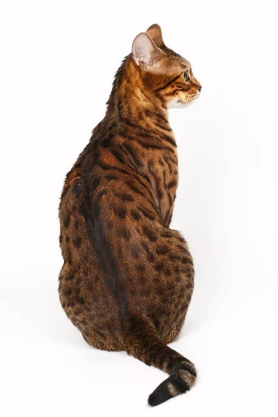 Bengal Cat profile shot — Stock Photo, Image