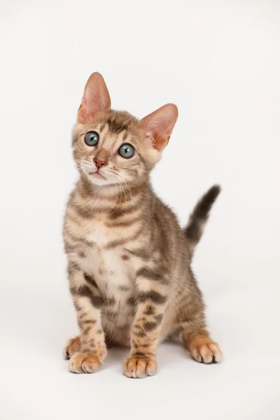 Blauwe Bengalen Kitten — Stockfoto