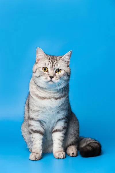 Britânico gato shorthair — Fotografia de Stock