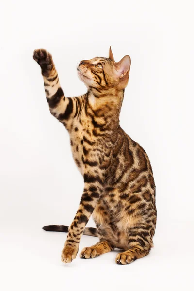 Bengal-Katze spielt — Stockfoto
