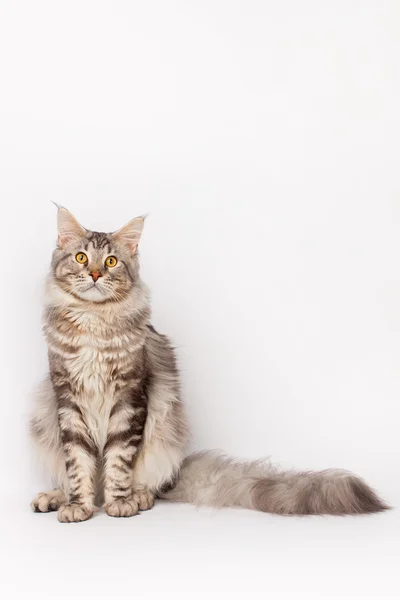 Maine Coon gato — Foto de Stock